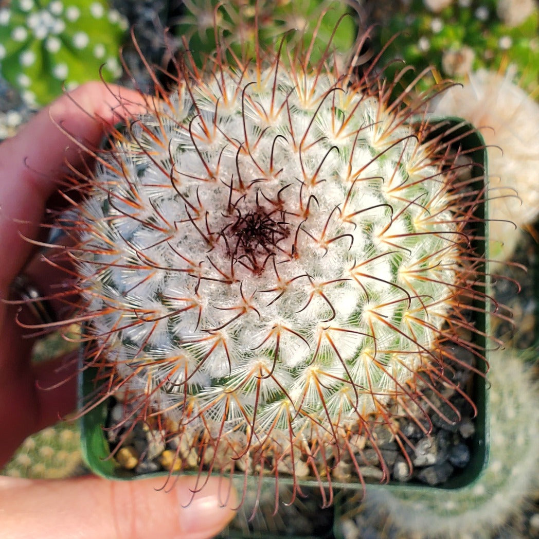Mammillaria bombycina